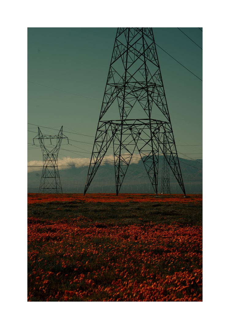 Electric line constructions standing in the middle of a red sea of flowers.