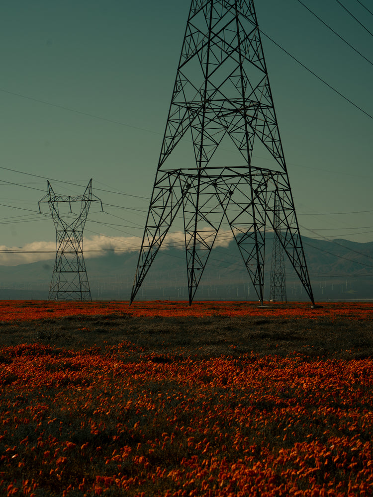 Electric line constructions standing in the middle of a red sea of flowers.