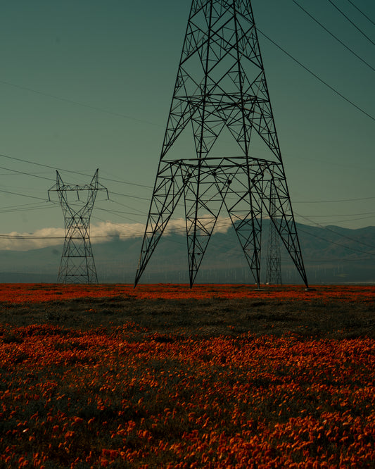 Electric line constructions standing in the middle of a red sea of flowers.