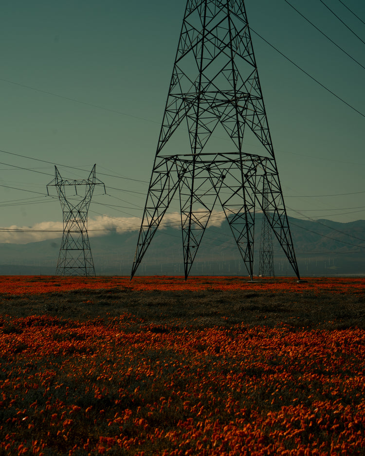 Electric line constructions standing in the middle of a red sea of flowers.