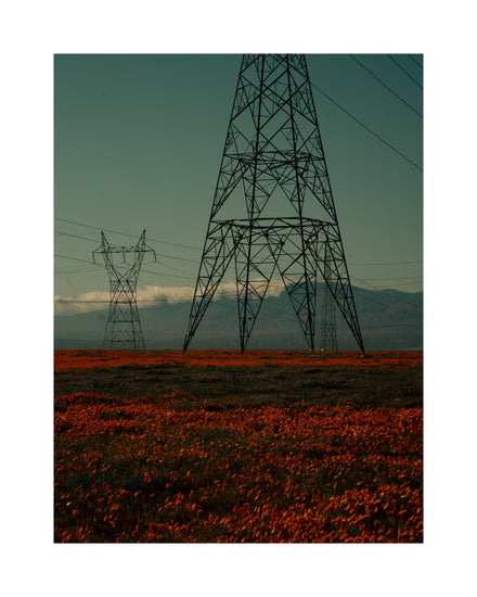 Electric line constructions standing in the middle of a red sea of flowers.