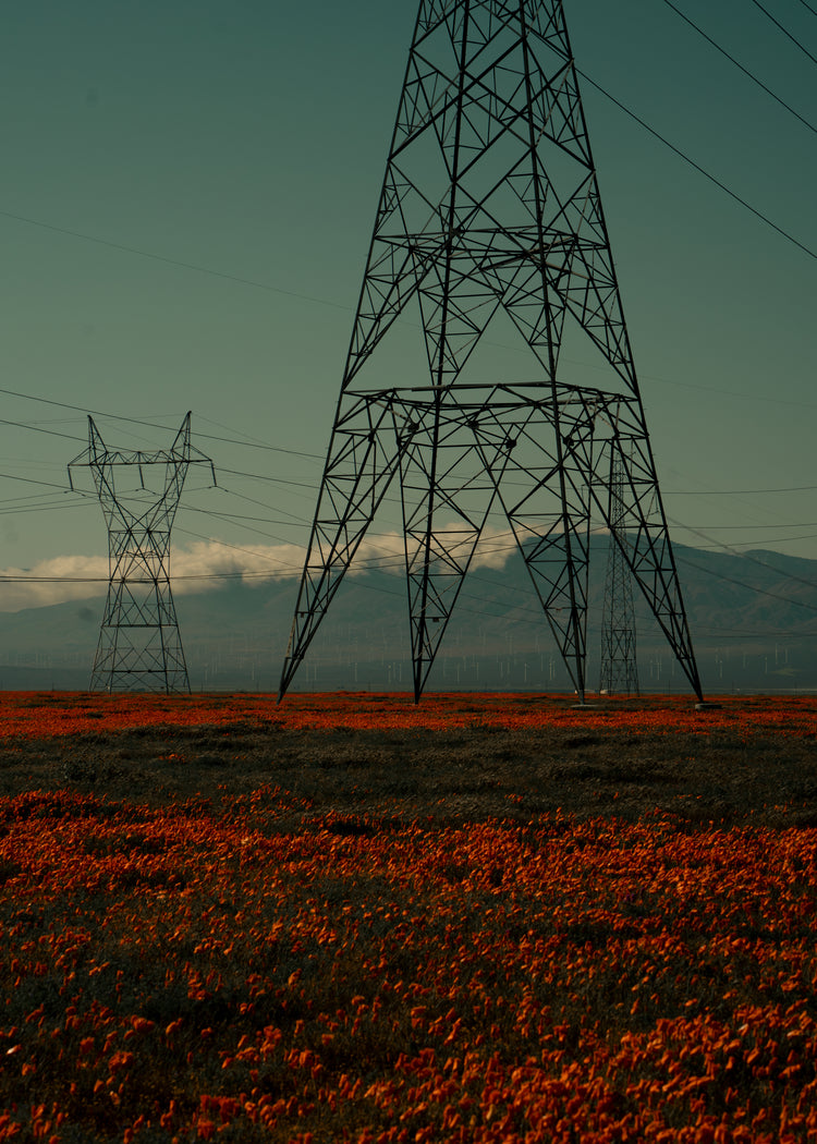 Electric line constructions standing in the middle of a red sea of flowers.