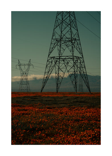 Electric line constructions standing in the middle of a red sea of flowers.