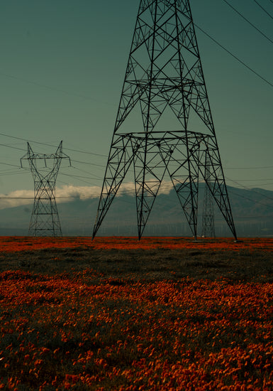Electric line constructions standing in the middle of a red sea of flowers.