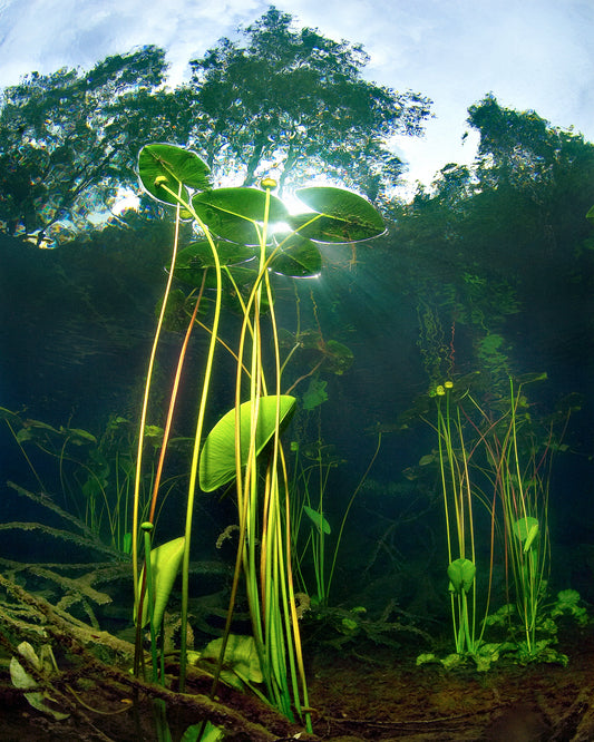 Under water plants captured from the bottom of a lake.