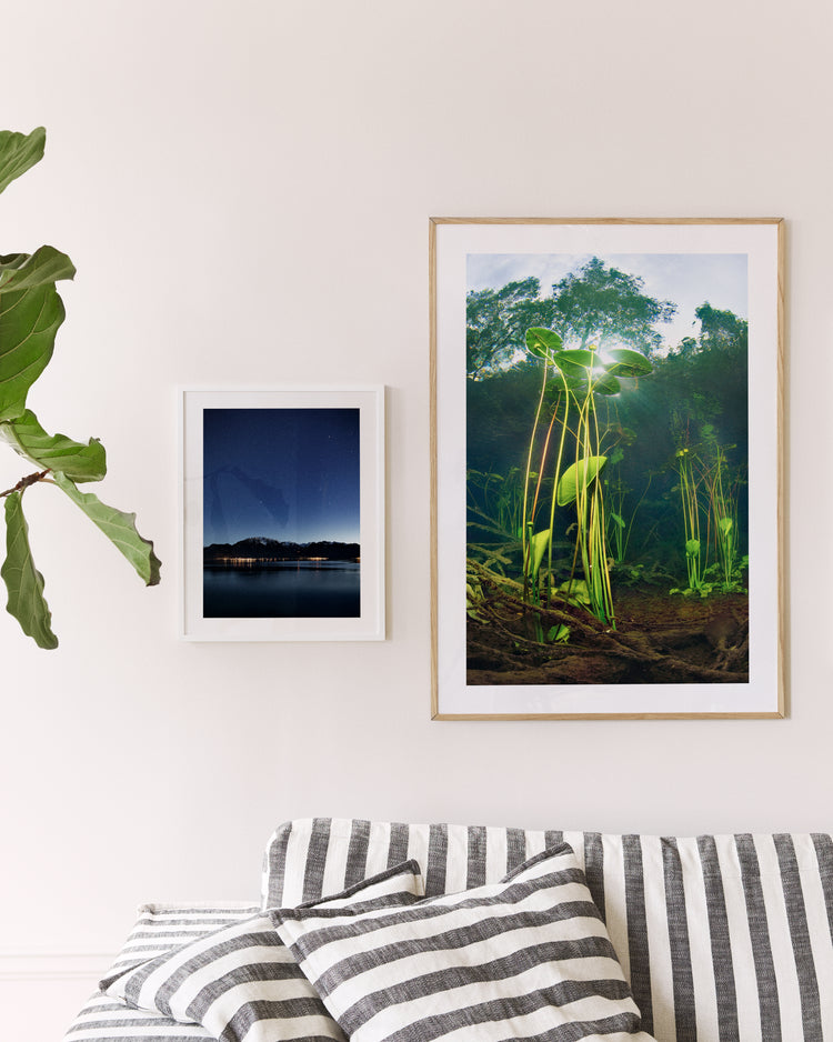 Nymphaea Poster