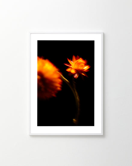 The On Edge Poster features two blurred, vibrant orange flowers set against a black background. Their warm hues contrast with the dark backdrop, creating an intense vibe. The simple white frame enhances its striking presence on a light wall.