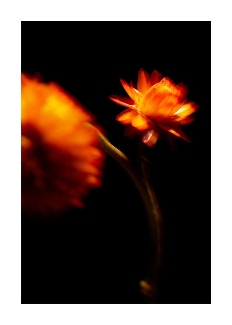 Blurry outlines of two orange flowers on a black canvas.