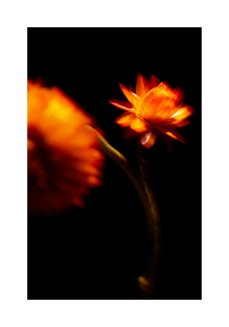 Blurry outlines of two orange flowers on a black canvas.