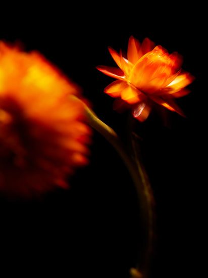 Blurry outlines of two orange flowers on a black canvas.