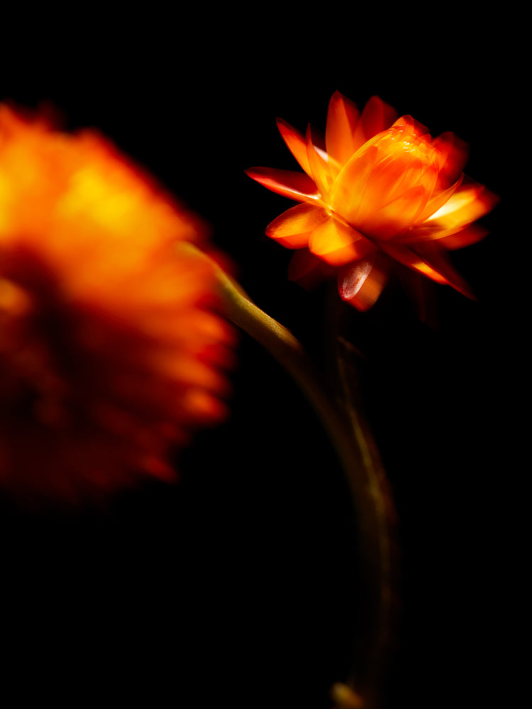 Blurry outlines of two orange flowers on a black canvas.