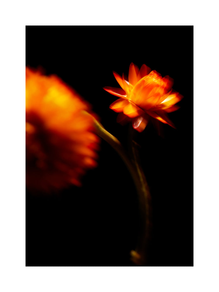 Blurry outlines of two orange flowers on a black canvas.