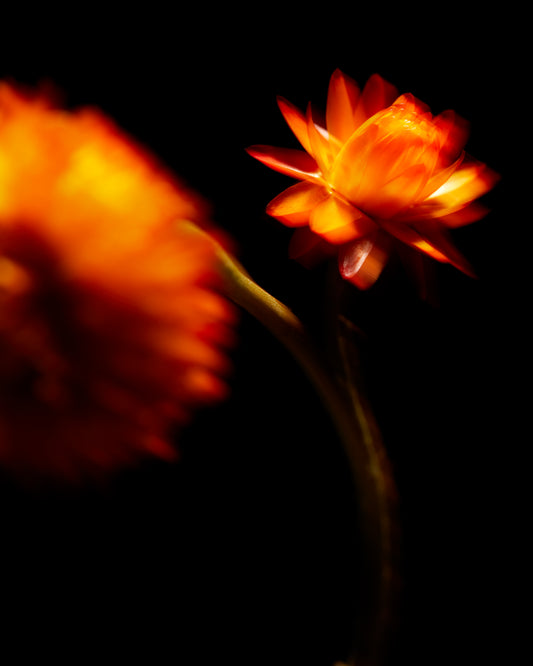 Blurry outlines of two orange flowers on a black canvas.