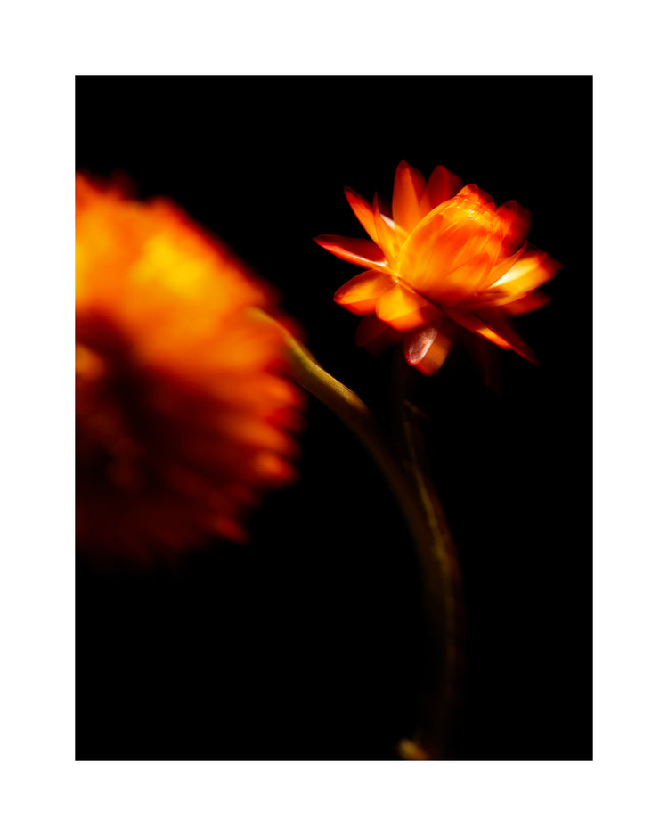 Blurry outlines of two orange flowers on a black canvas.