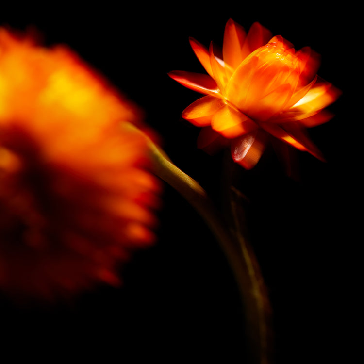 Blurry outlines of two orange flowers on a black canvas.