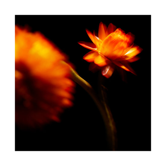 Blurry outlines of two orange flowers on a black canvas.