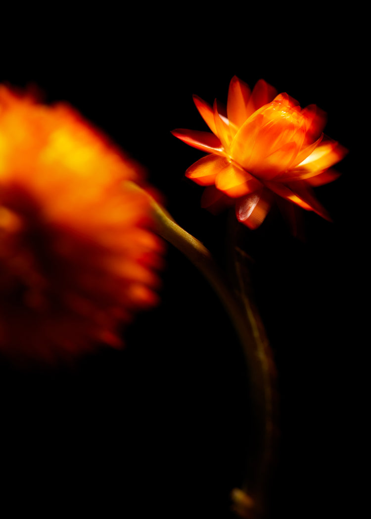Blurry outlines of two orange flowers on a black canvas.