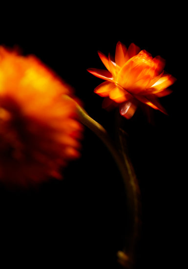 Blurry outlines of two orange flowers on a black canvas.