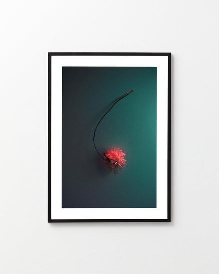 Bright pink flower drifting across a petroleum blue background.
