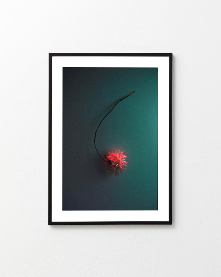 Bright pink flower drifting across a petroleum blue background.