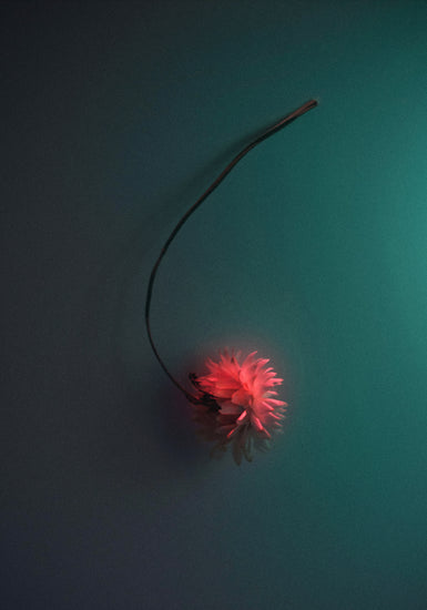 Bright pink flower drifting across a petroleum blue background.