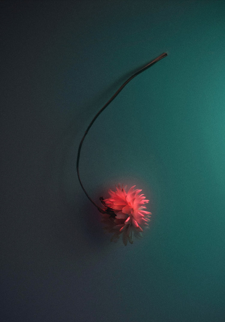 Bright pink flower drifting across a petroleum blue background.