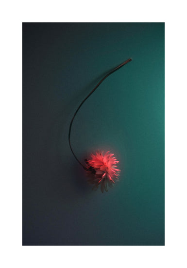 Bright pink flower drifting across a petroleum blue background.