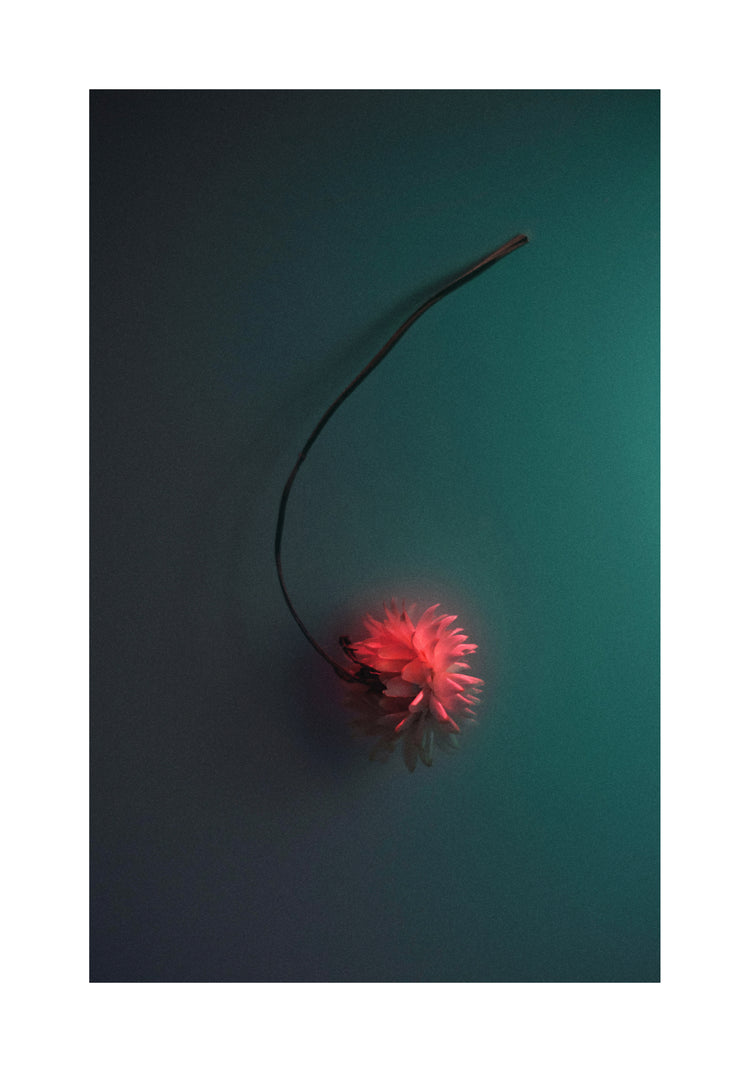 Bright pink flower drifting across a petroleum blue background.
