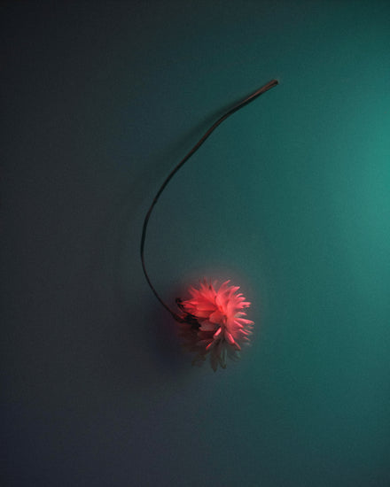 Bright pink flower drifting across a petroleum blue background.