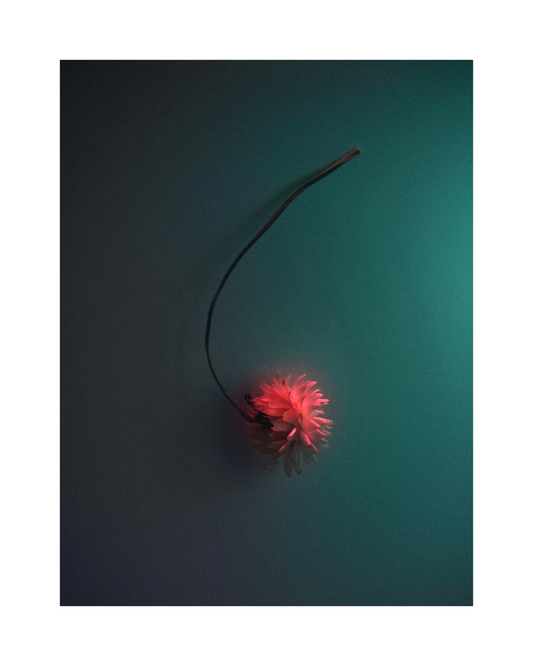 Bright pink flower drifting across a petroleum blue background.