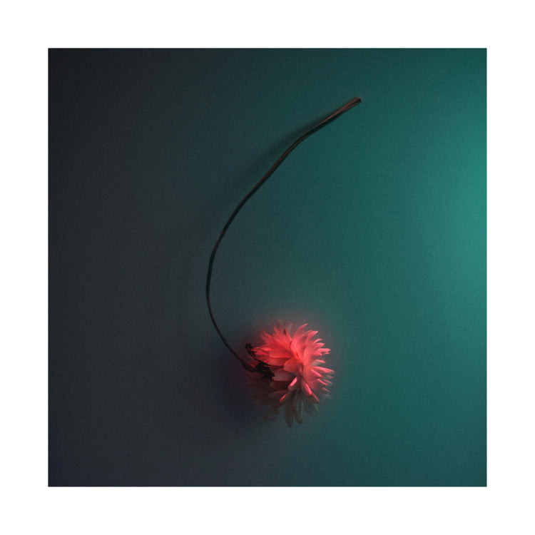 Bright pink flower drifting across a petroleum blue background.