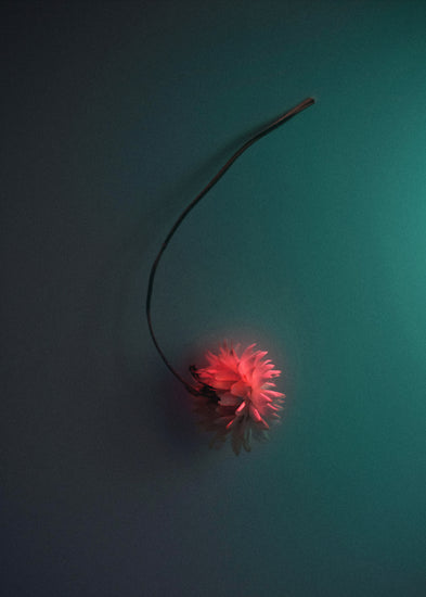 Bright pink flower drifting across a petroleum blue background.