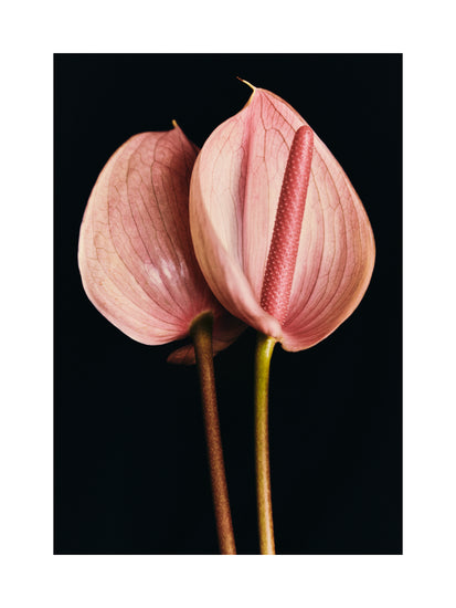 Pink anthurium flowers captured in full detail against a black background.