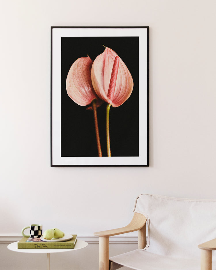 In a minimalist living room, the Pink Paraboles Poster featuring two pink anthurium flowers on a black background is displayed. Complementing this are a wooden chair with a white cushion and a small table holding books, a black and white mug, and green apples against softly hued walls.