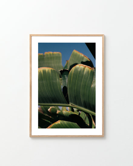 Close up of green leaves on a banana tree contrasted against a clear blue sky.