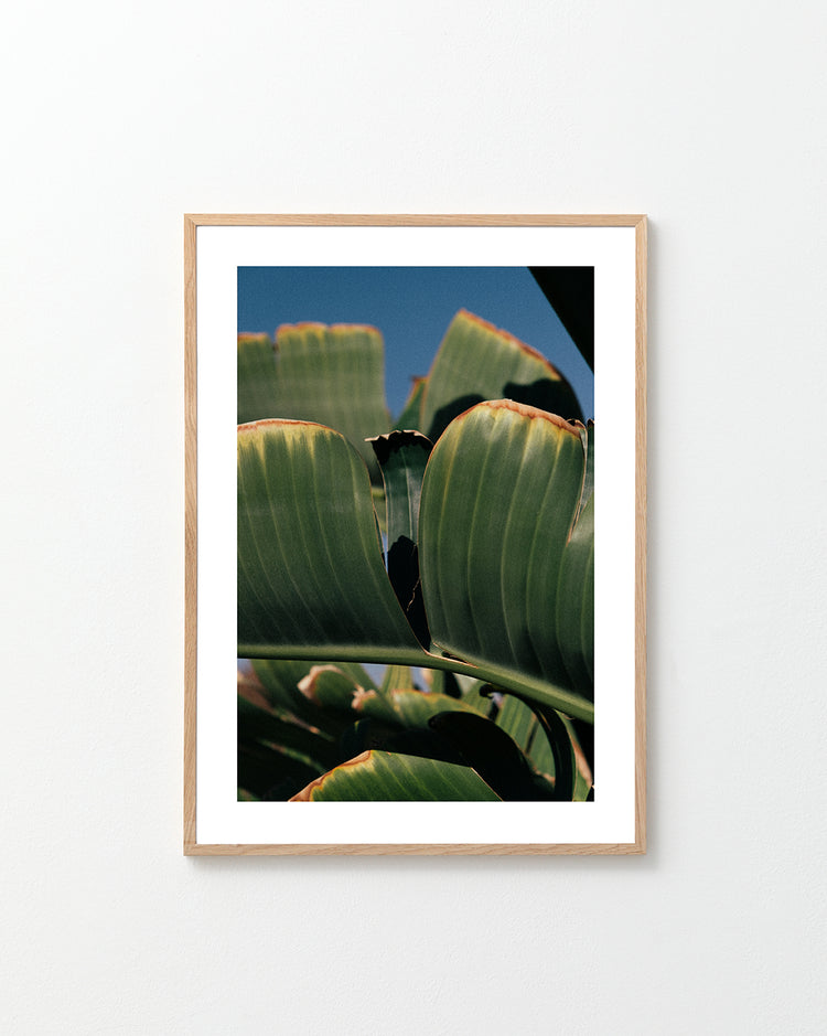 Close up of green leaves on a banana tree contrasted against a clear blue sky.