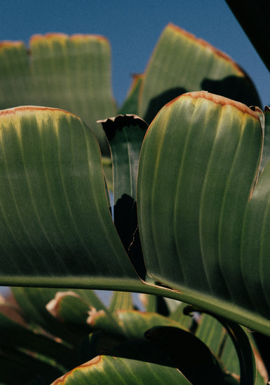Close up of green leaves on a banana tree contrasted against a clear blue sky.