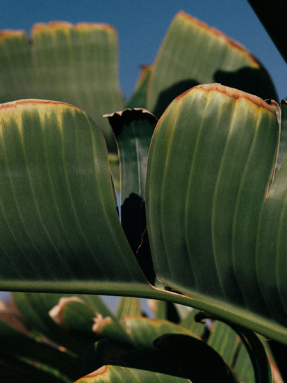 Close up of green leaves on a banana tree contrasted against a clear blue sky.