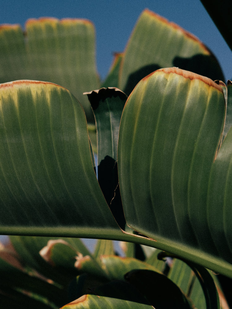 Close up of green leaves on a banana tree contrasted against a clear blue sky.