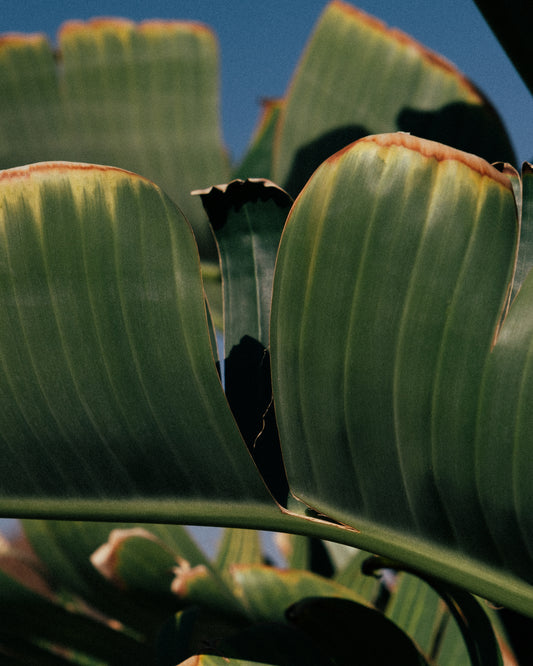 Close up of green leaves on a banana tree contrasted against a clear blue sky.