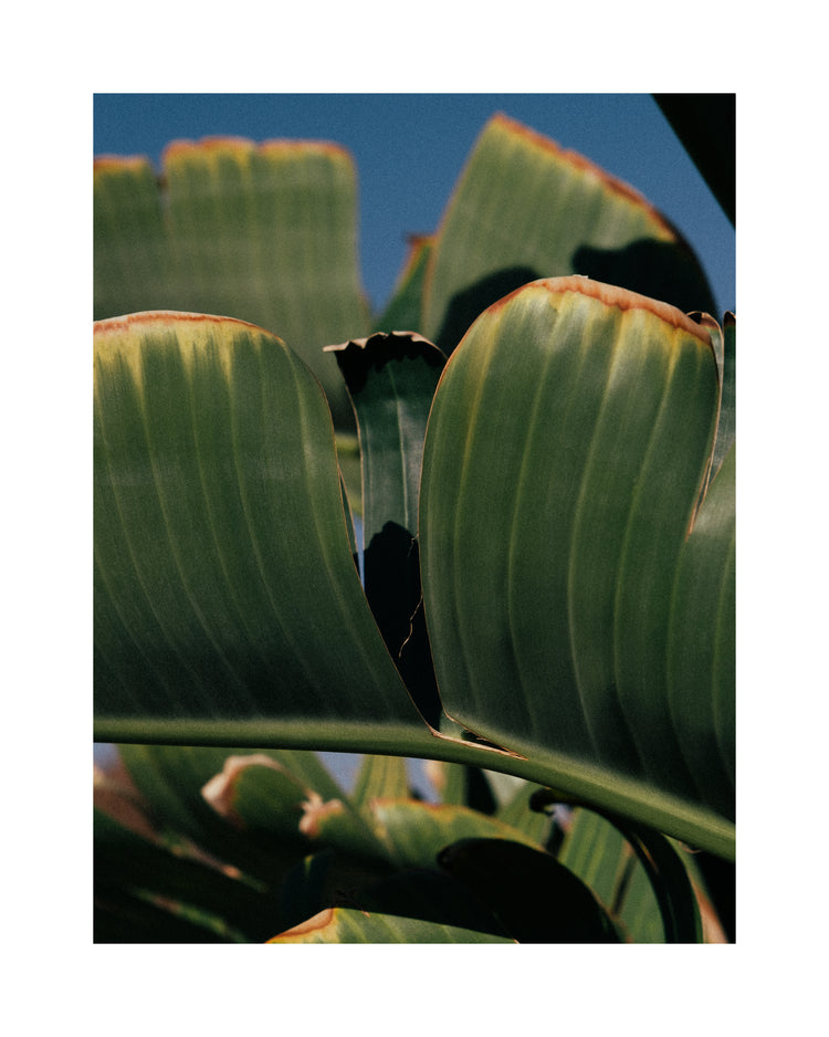 Close up of green leaves on a banana tree contrasted against a clear blue sky.