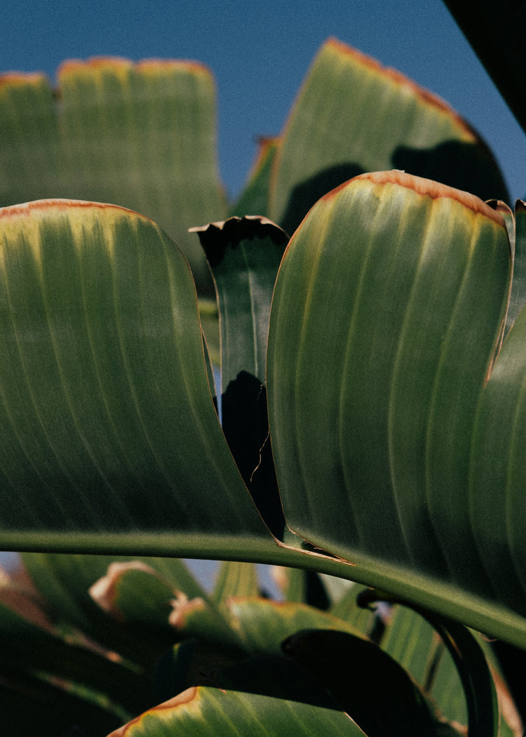 Close up of green leaves on a banana tree contrasted against a clear blue sky.