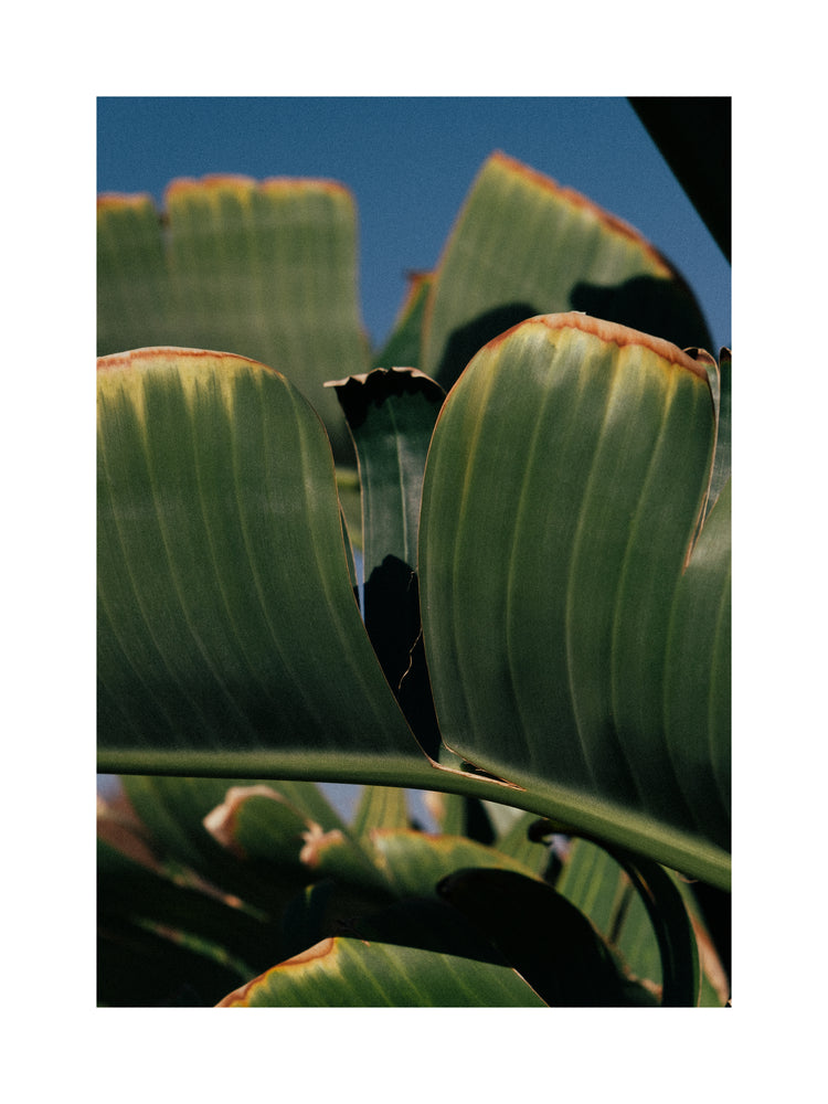 Close up of green leaves on a banana tree contrasted against a clear blue sky.