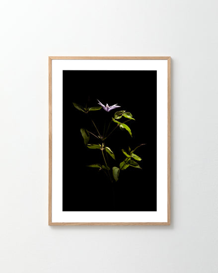 The If Monet Had a Camera II Poster, featuring a delicate plant with green leaves and a single purple flower against a black background, evokes the elegance reminiscent of French girls. It is displayed on a plain white wall.