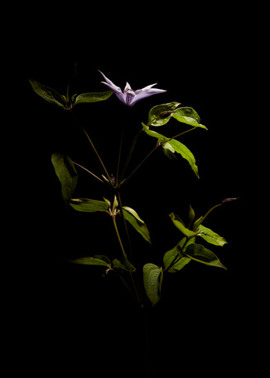 Detailed image of a plant with green leaves and a purple flower.