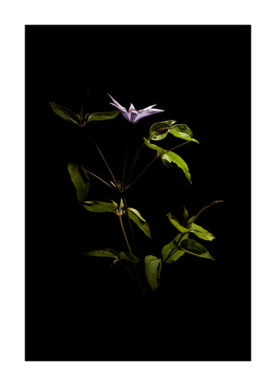 Detailed image of a plant with green leaves and a purple flower.