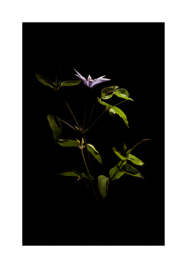 Detailed image of a plant with green leaves and a purple flower.