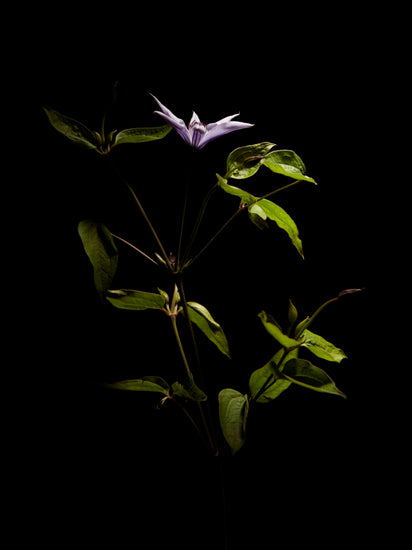 Detailed image of a plant with green leaves and a purple flower.