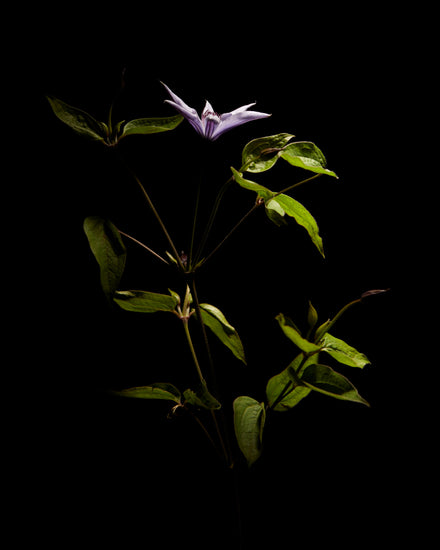 Detailed image of a plant with green leaves and a purple flower.