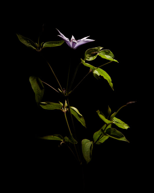 Detailed image of a plant with green leaves and a purple flower.